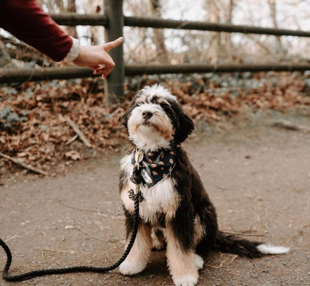 Cotton Rope Dog Leash – NOIR