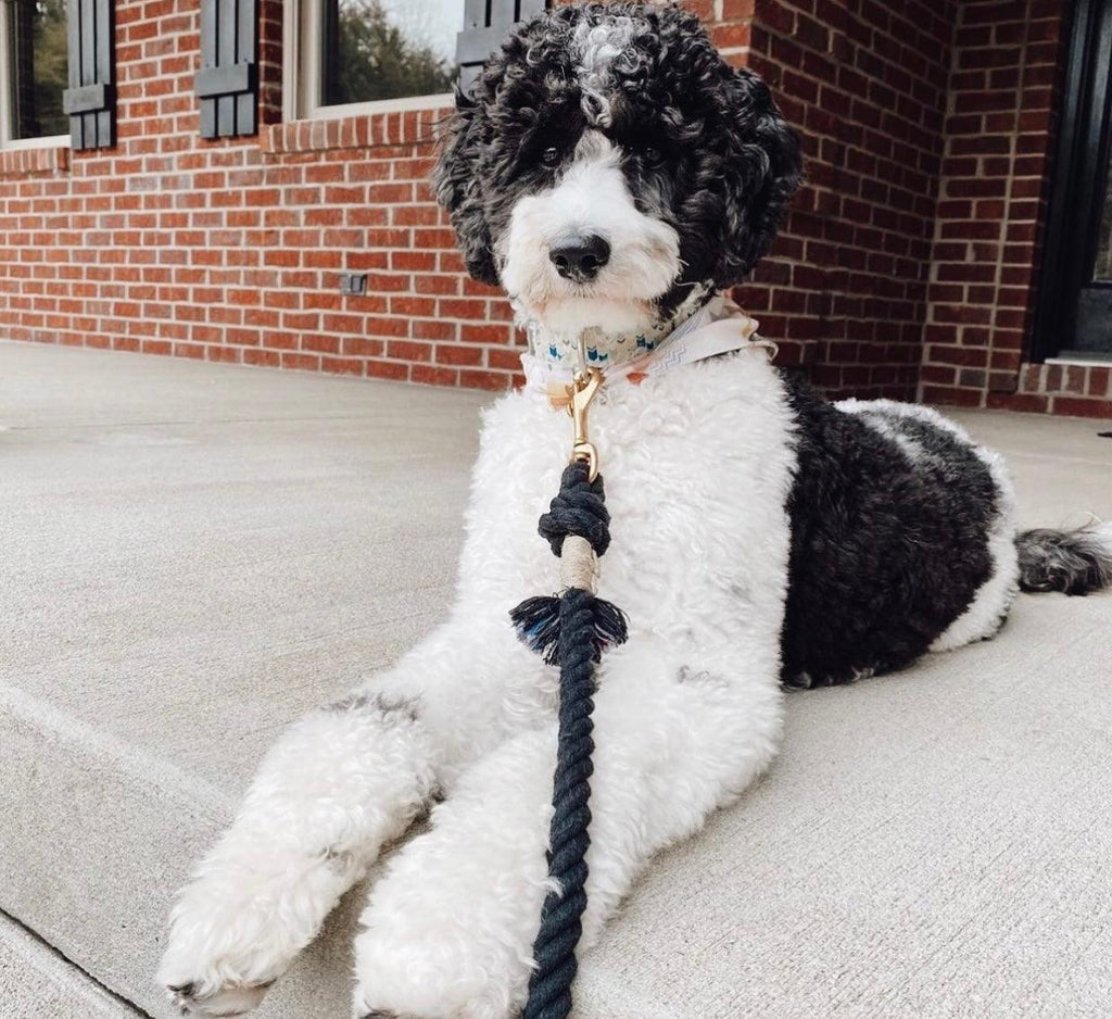 Cotton Rope Dog Leash – NOIR