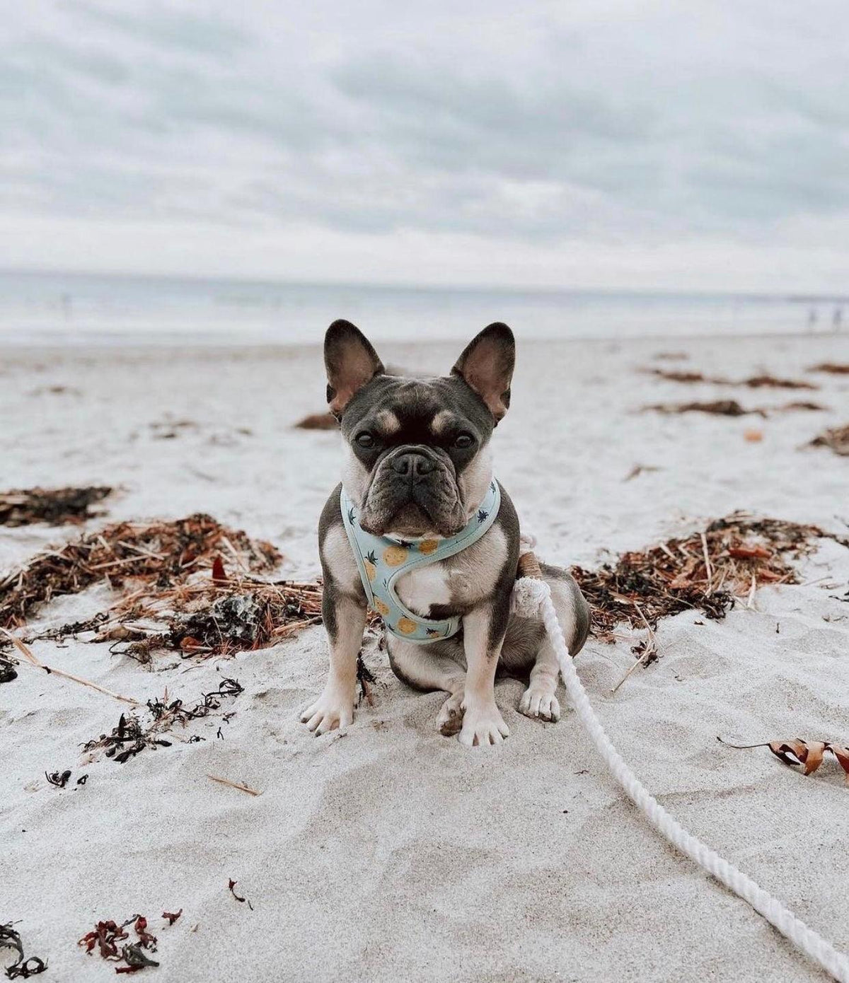 Cotton Rope Dog Leash