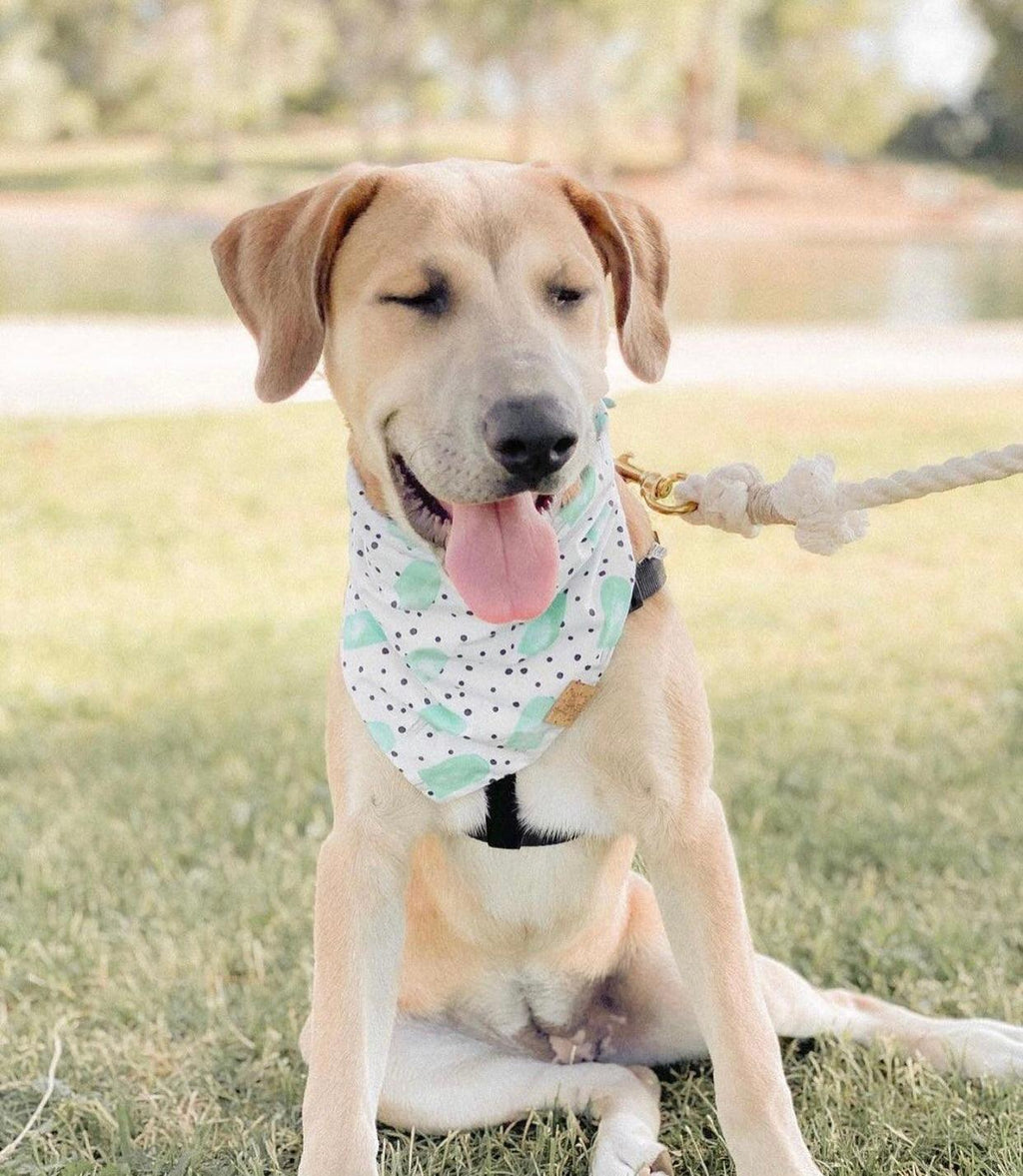 Cotton Rope Dog Leash