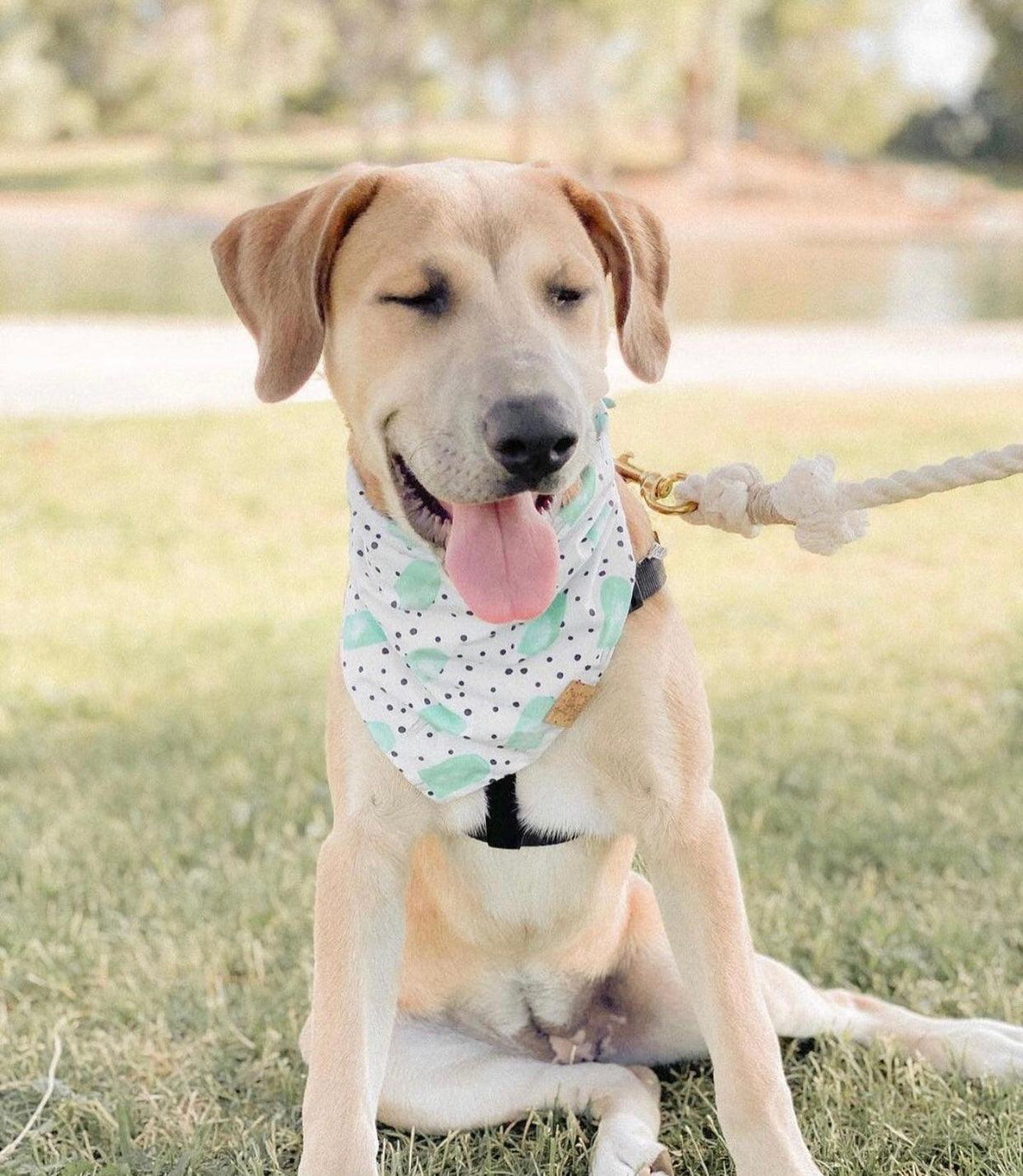 Cotton Rope Dog Leash