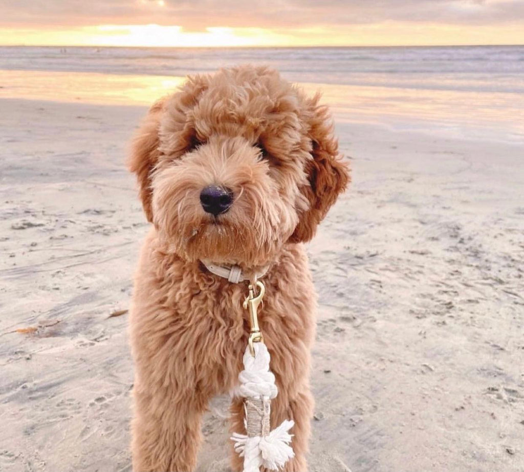 Cotton Rope Dog Leash