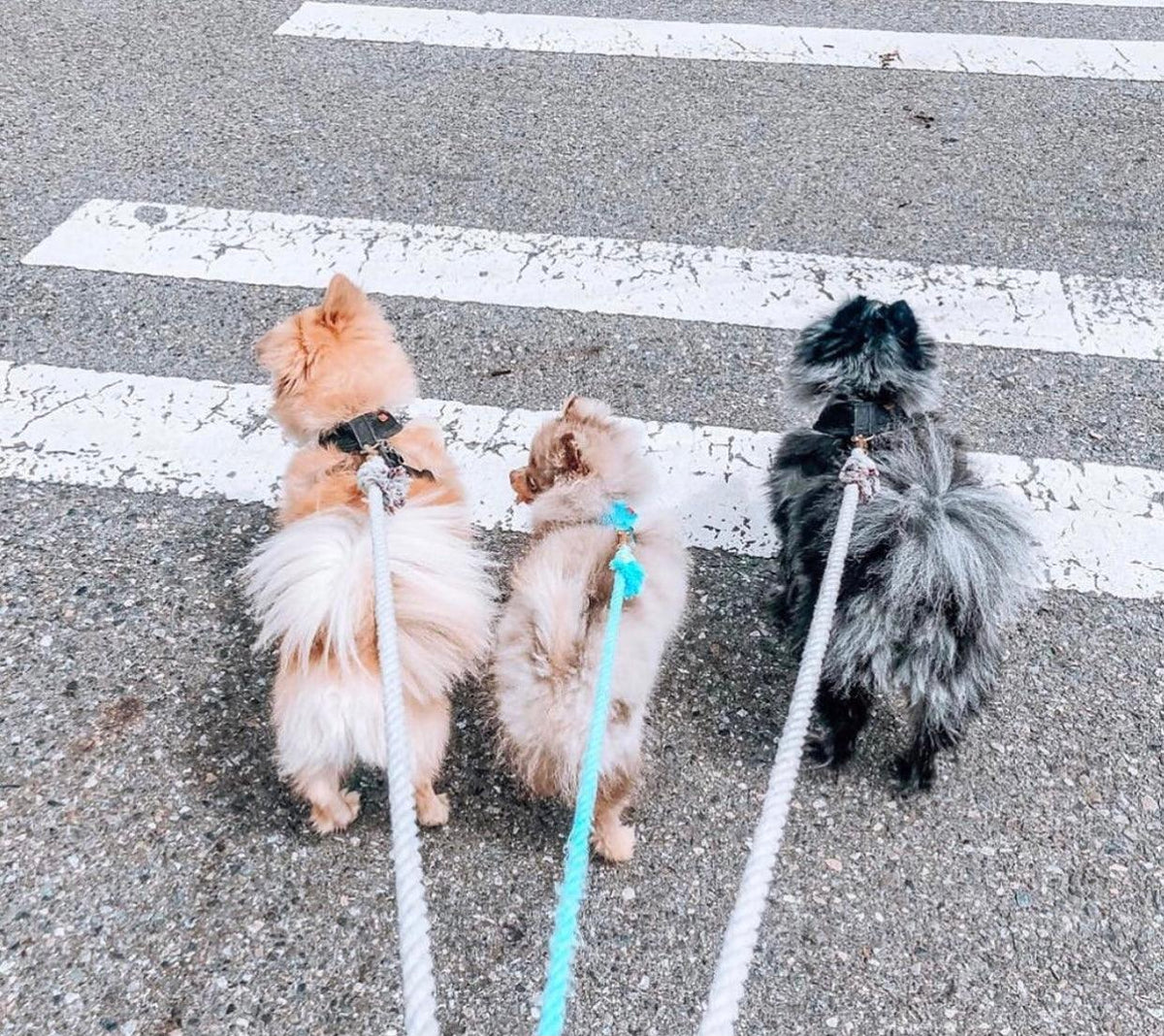 Cotton Rope Dog Leash