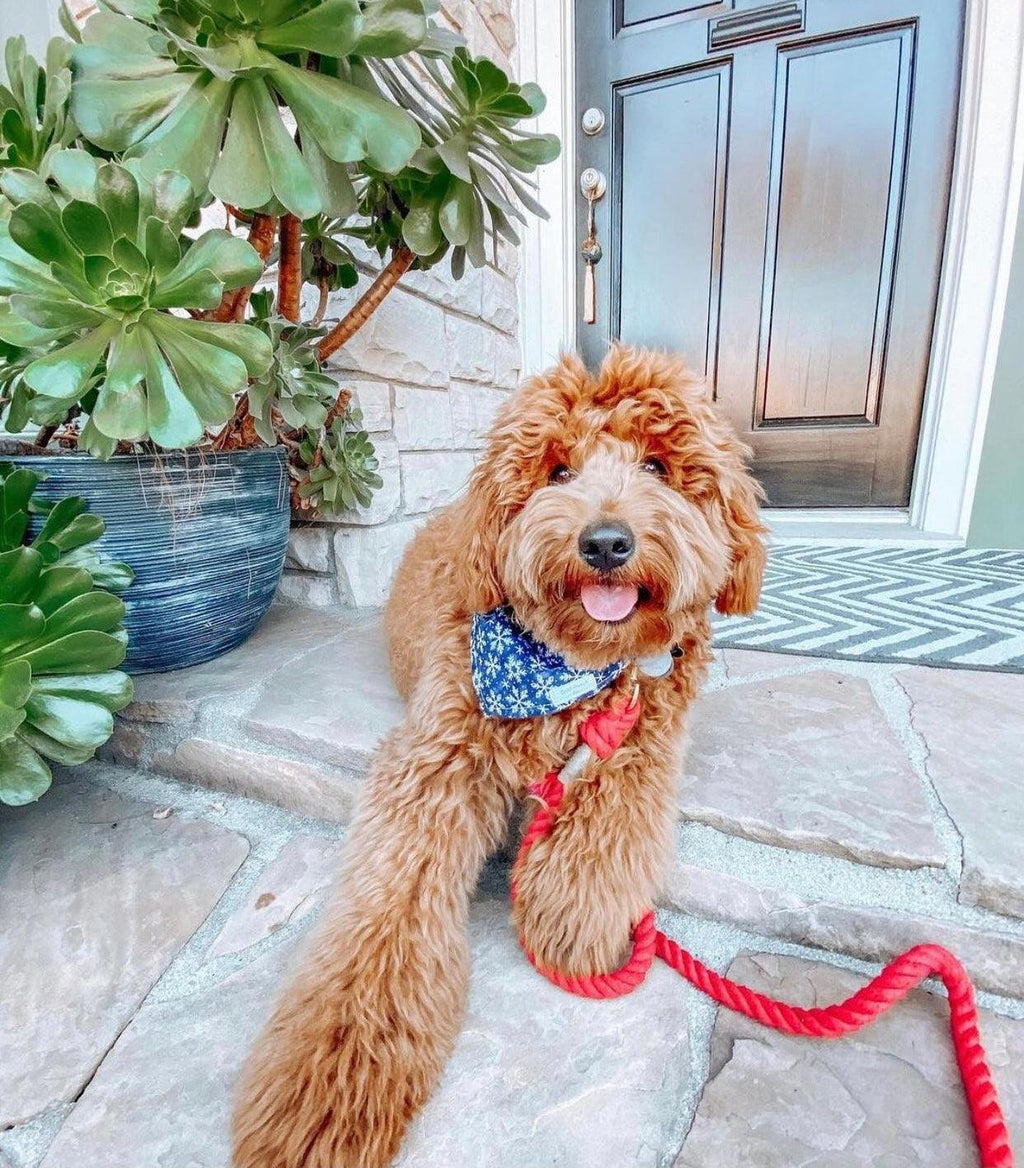 Cotton Rope Dog Leash – PRIMROSE