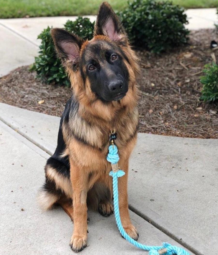 Cotton Rope Dog Leash – BUBBLES