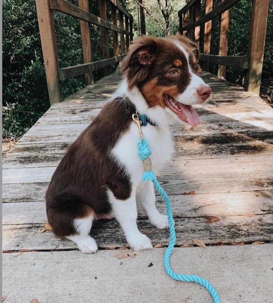 Cotton Rope Dog Leash – BUBBLES