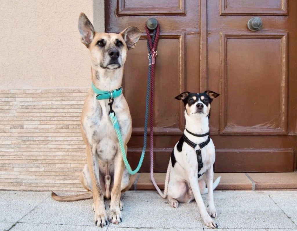 Cotton Rope Dog Leash – SCARLETT