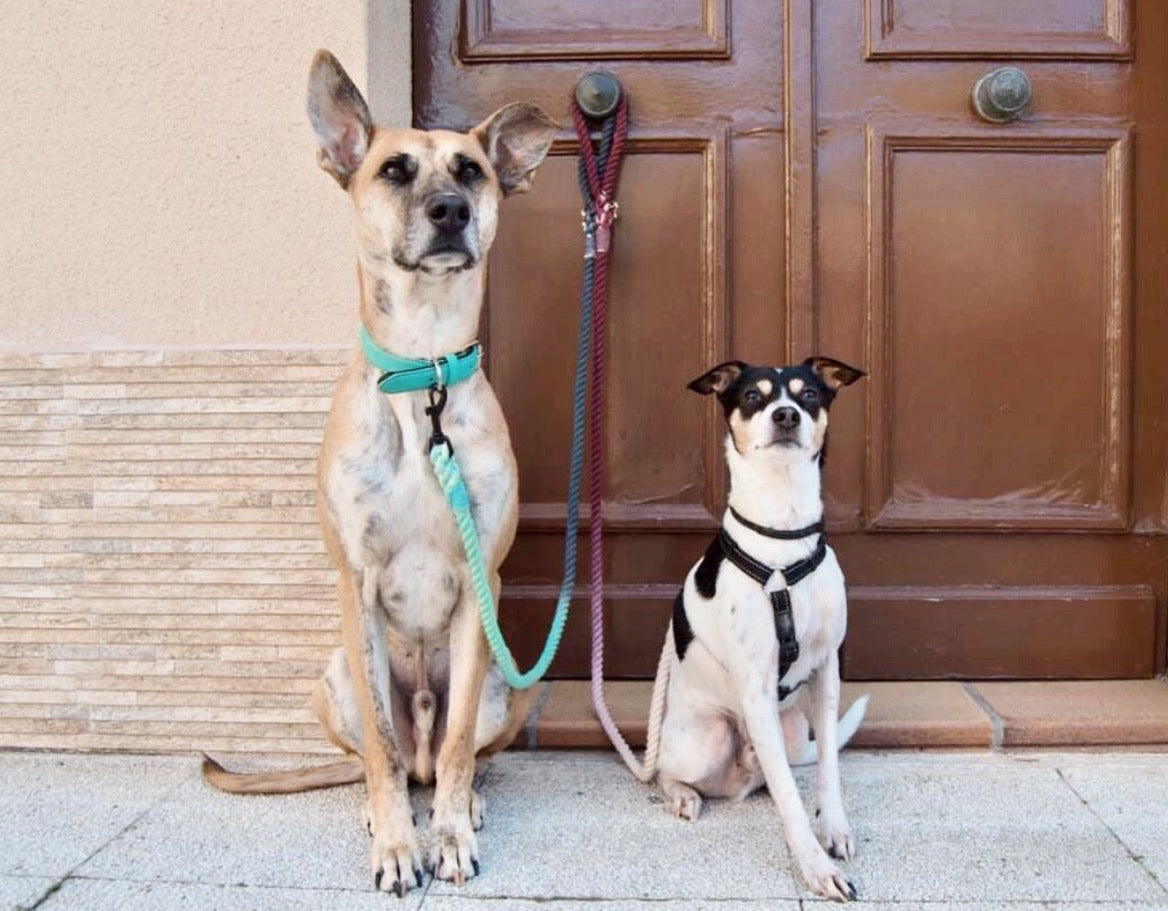 Cotton Rope Dog Leash – SCARLETT