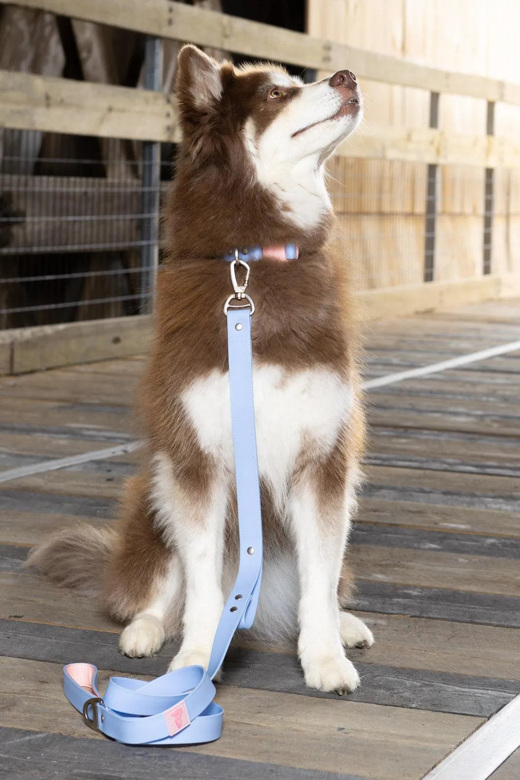 Waterproof Dog Collar – Blue Sky Orchid