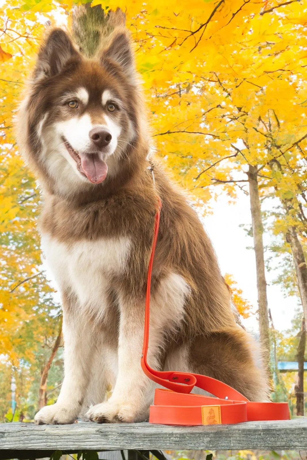Waterproof Dog Collar – Scarlet Peaks