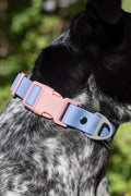 Waterproof Dog Collar – Blue Sky Orchid