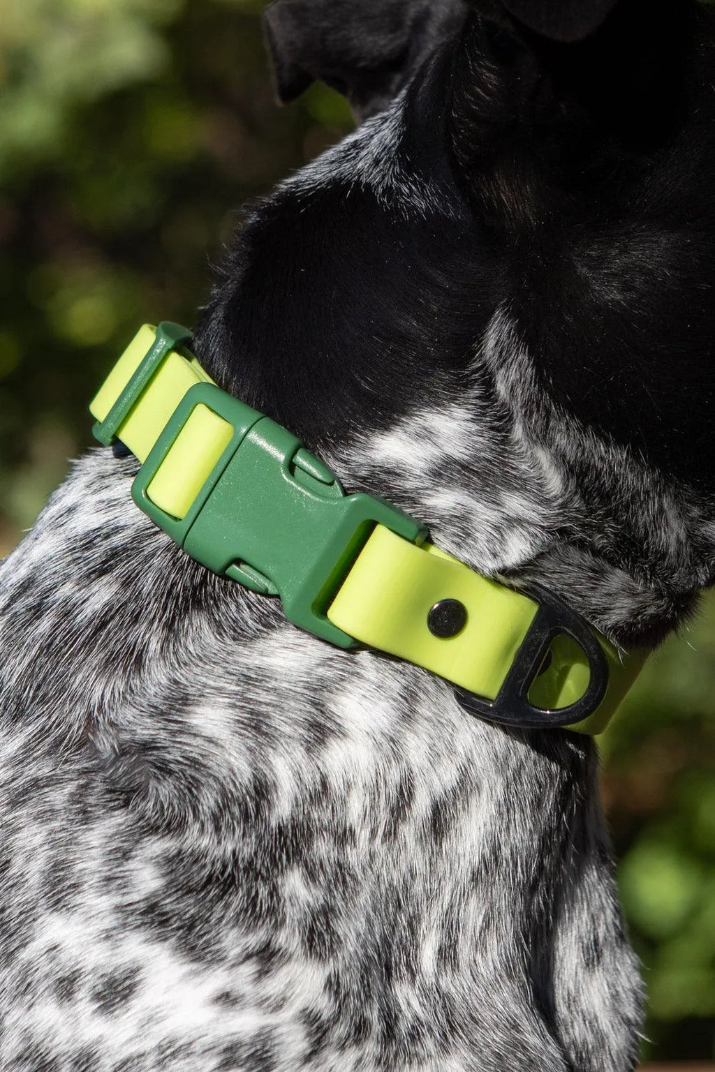 Waterproof Dog Collar – Mossy Pine