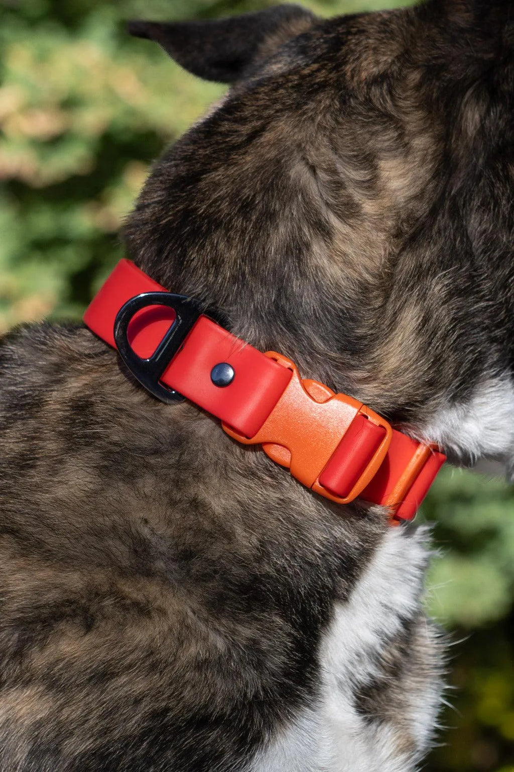 Waterproof Dog Collar – Scarlet Peaks