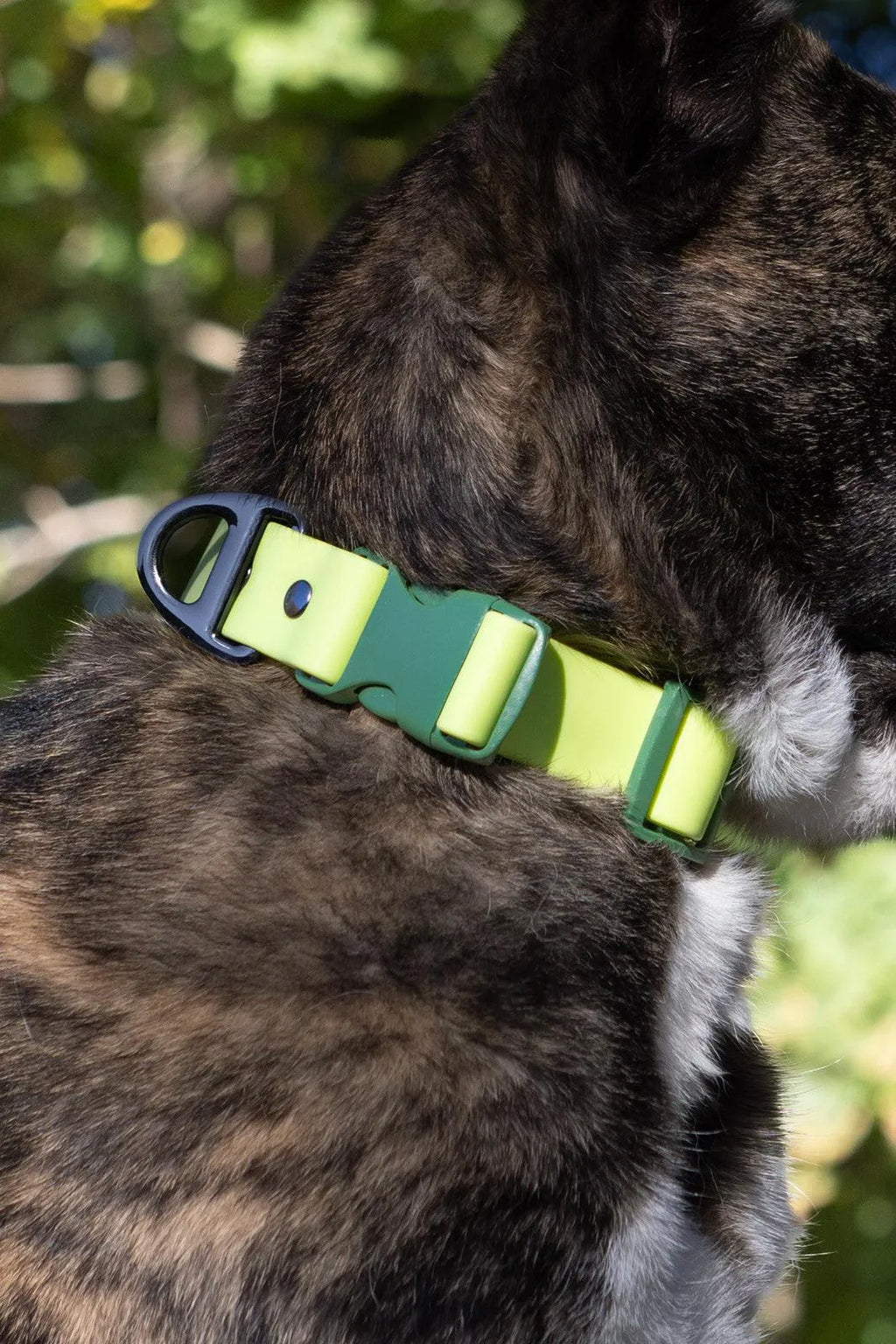 Waterproof Dog Collar – Mossy Pine