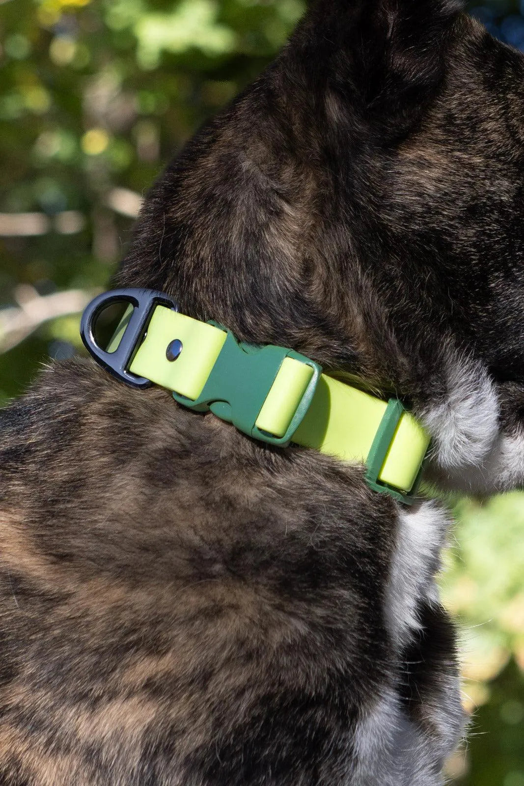 Waterproof Dog Collar – Mossy Pine