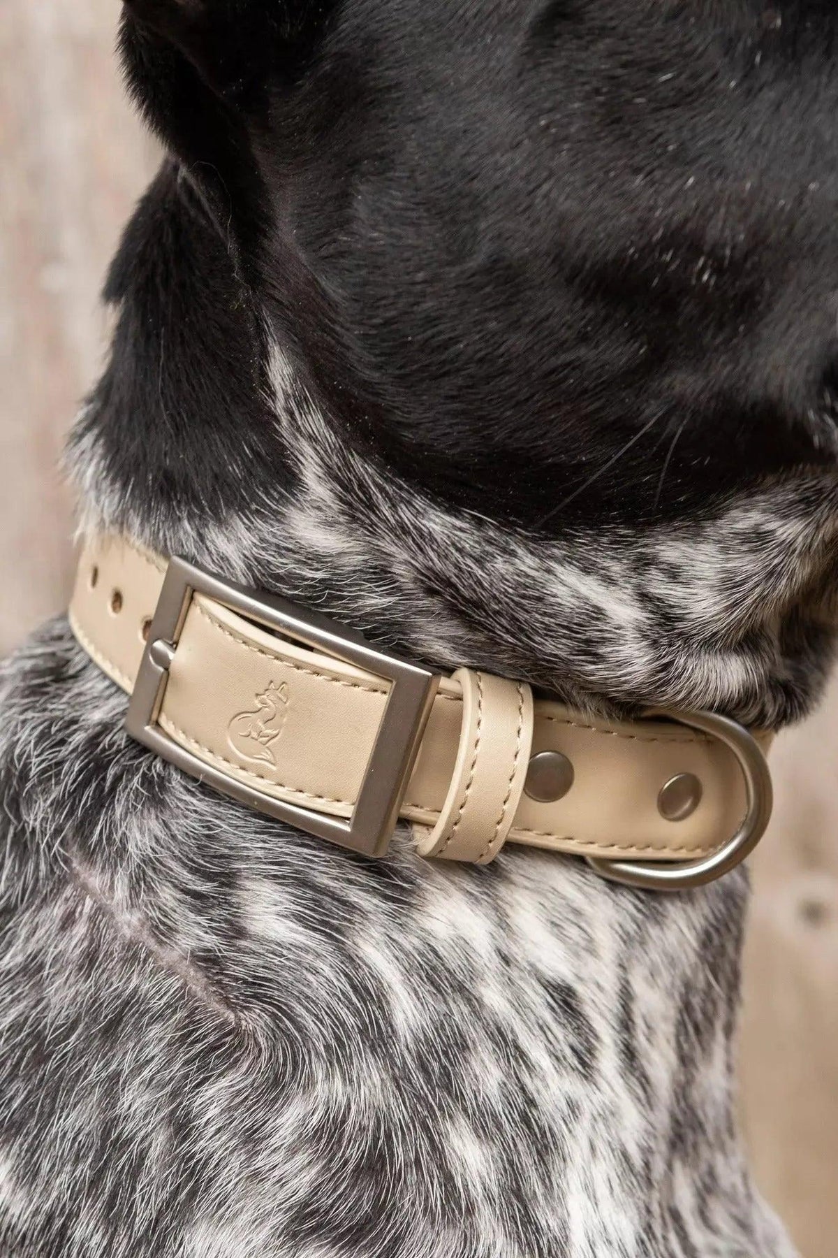 Vegan Leather Dog Collar – Champagne Fizz