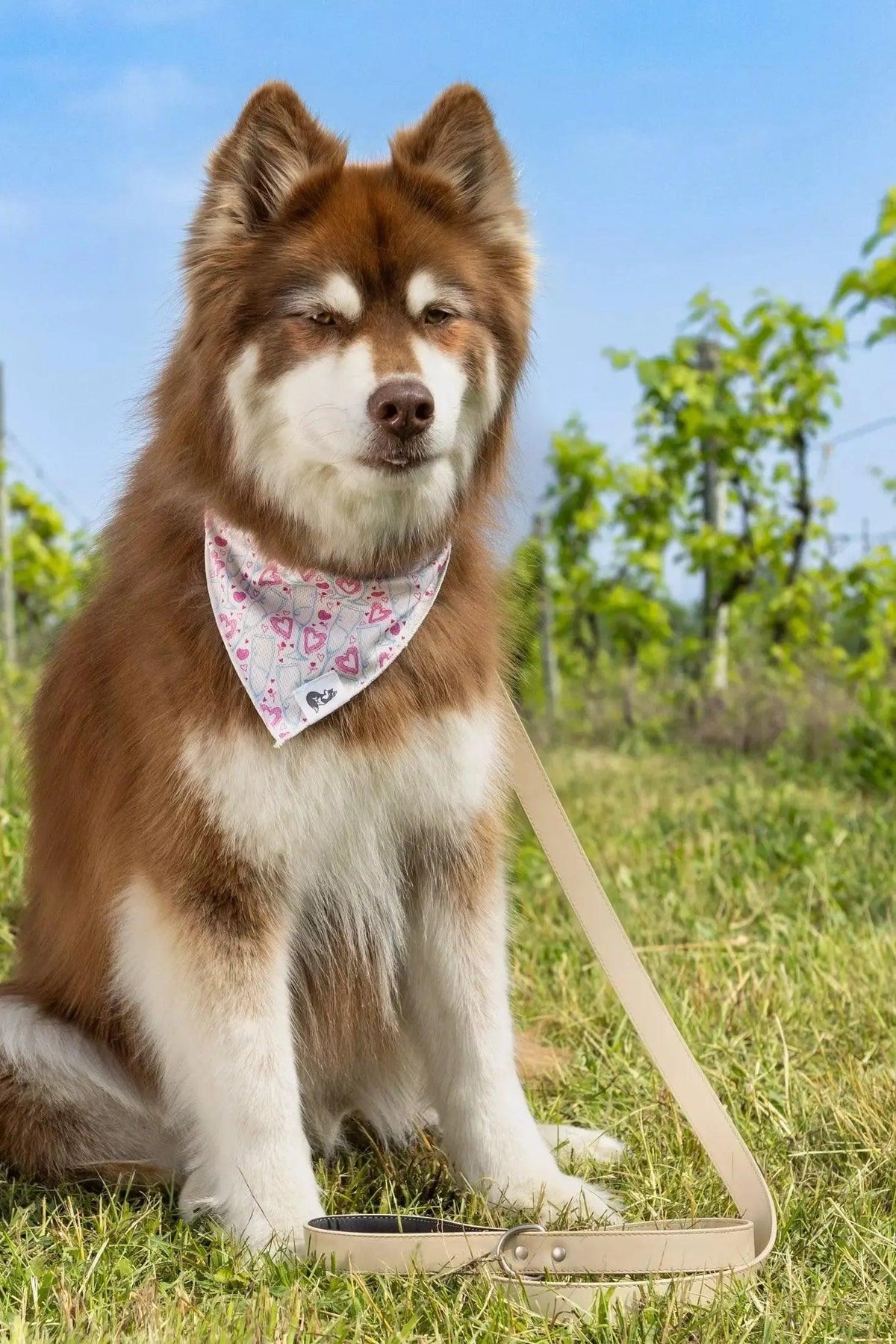 Vegan Leather Dog Collar – Champagne Fizz