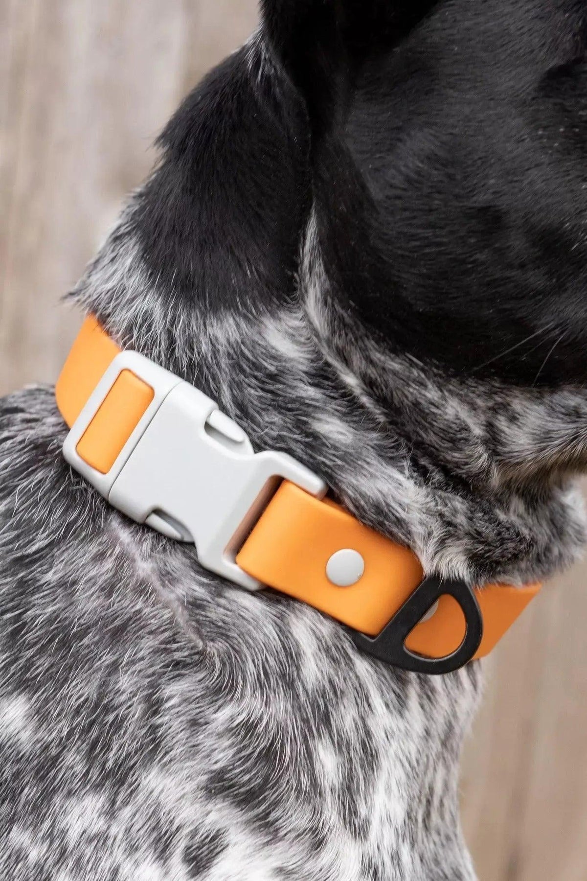 Waterproof Dog Collar – Crimson Glow