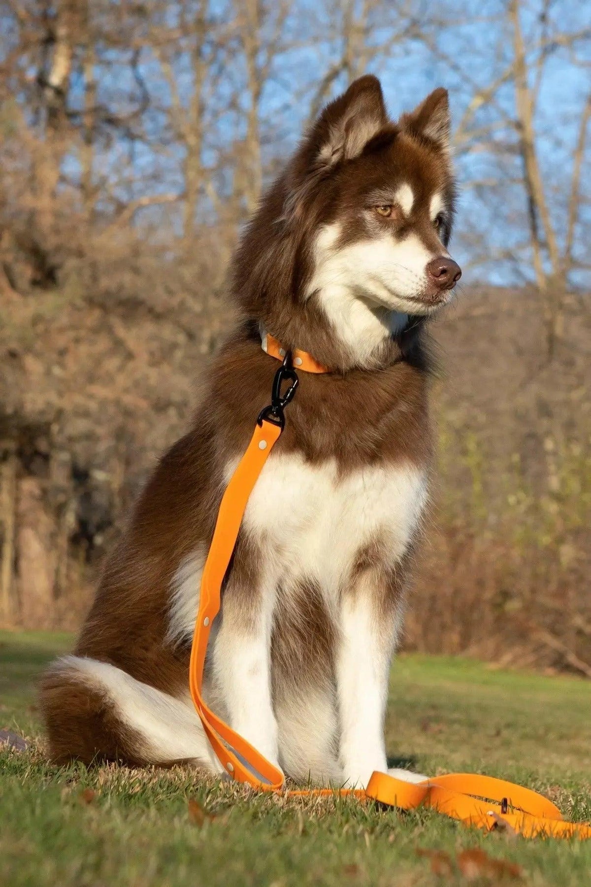 Waterproof Dog Collar – Crimson Glow
