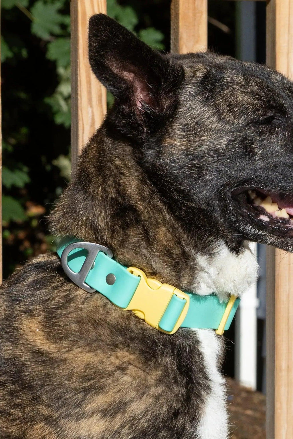 Waterproof Dog Collar – Island Vibes