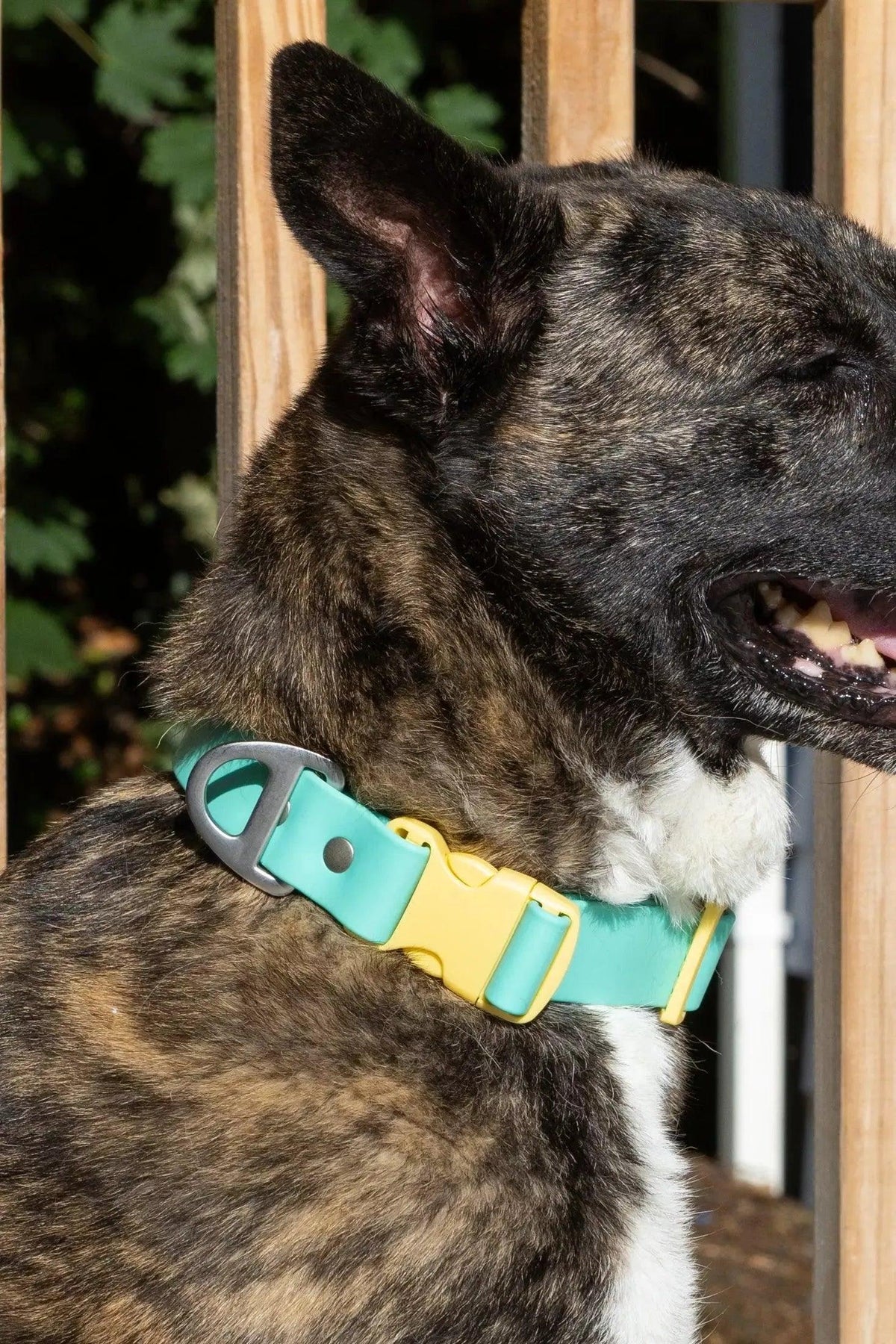 Waterproof Dog Collar – Island Vibes