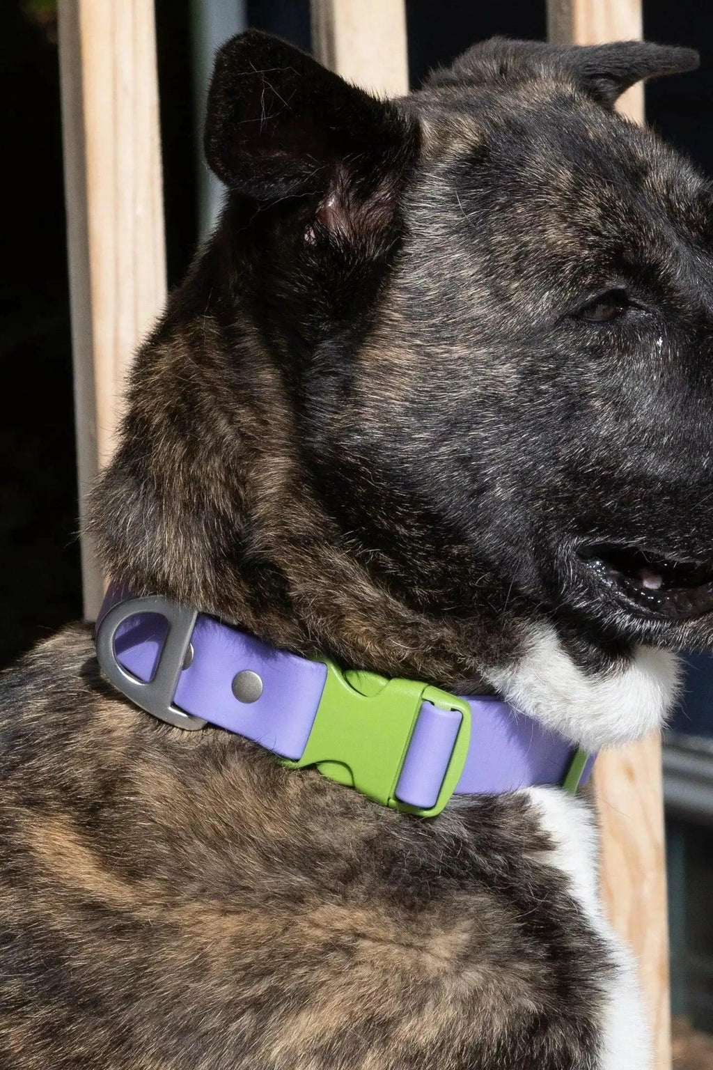 Waterproof Dog Collar – Lavender Garden