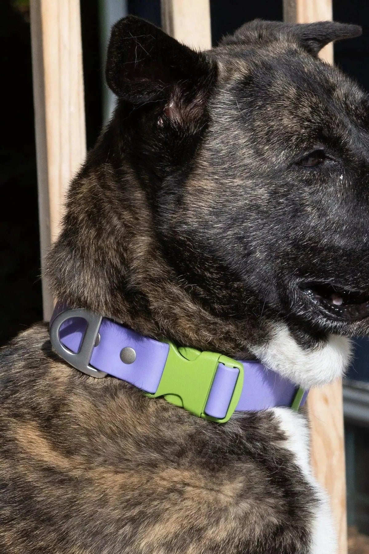 Waterproof Dog Collar – Lavender Garden