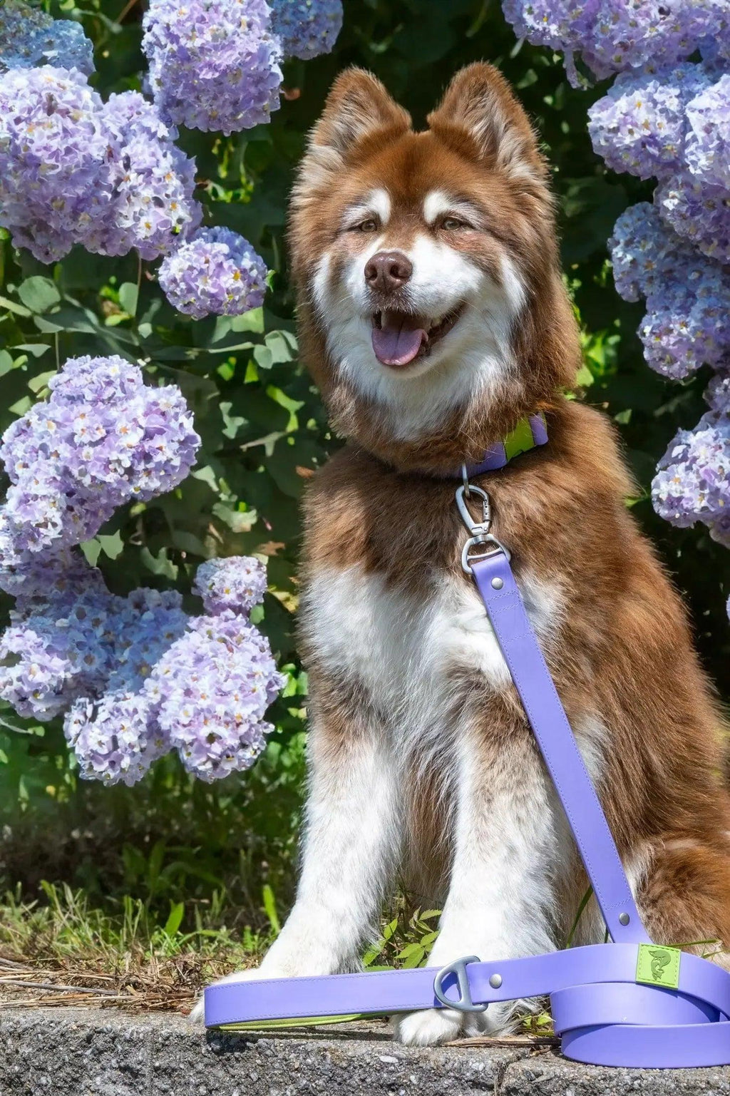 Waterproof Dog Collar – Lavender Garden