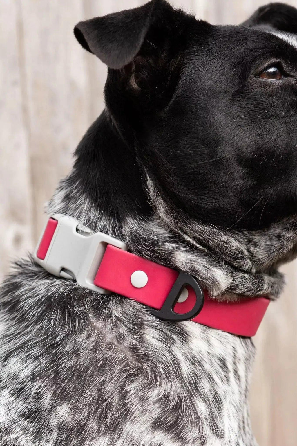 Waterproof Dog Collar – Red Mountain Syrah