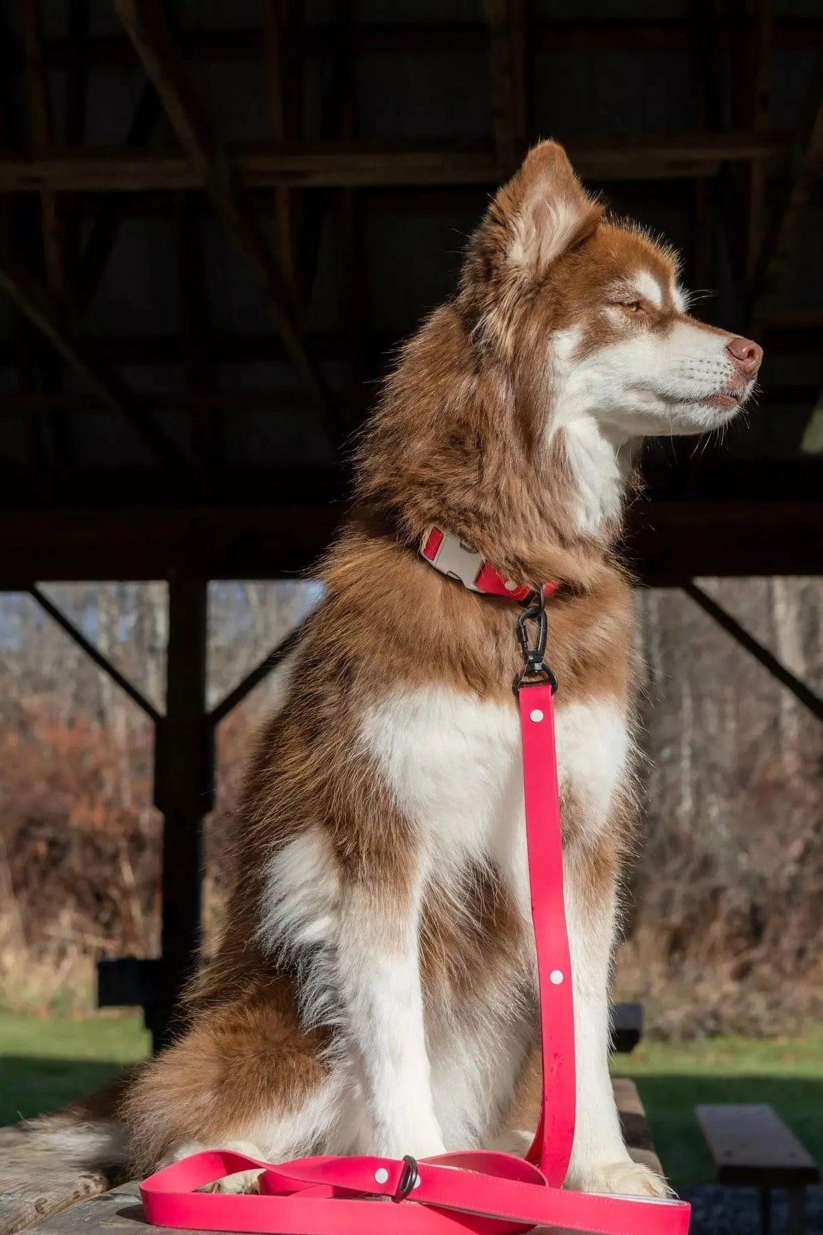 Waterproof Dog Collar – Red Mountain Syrah