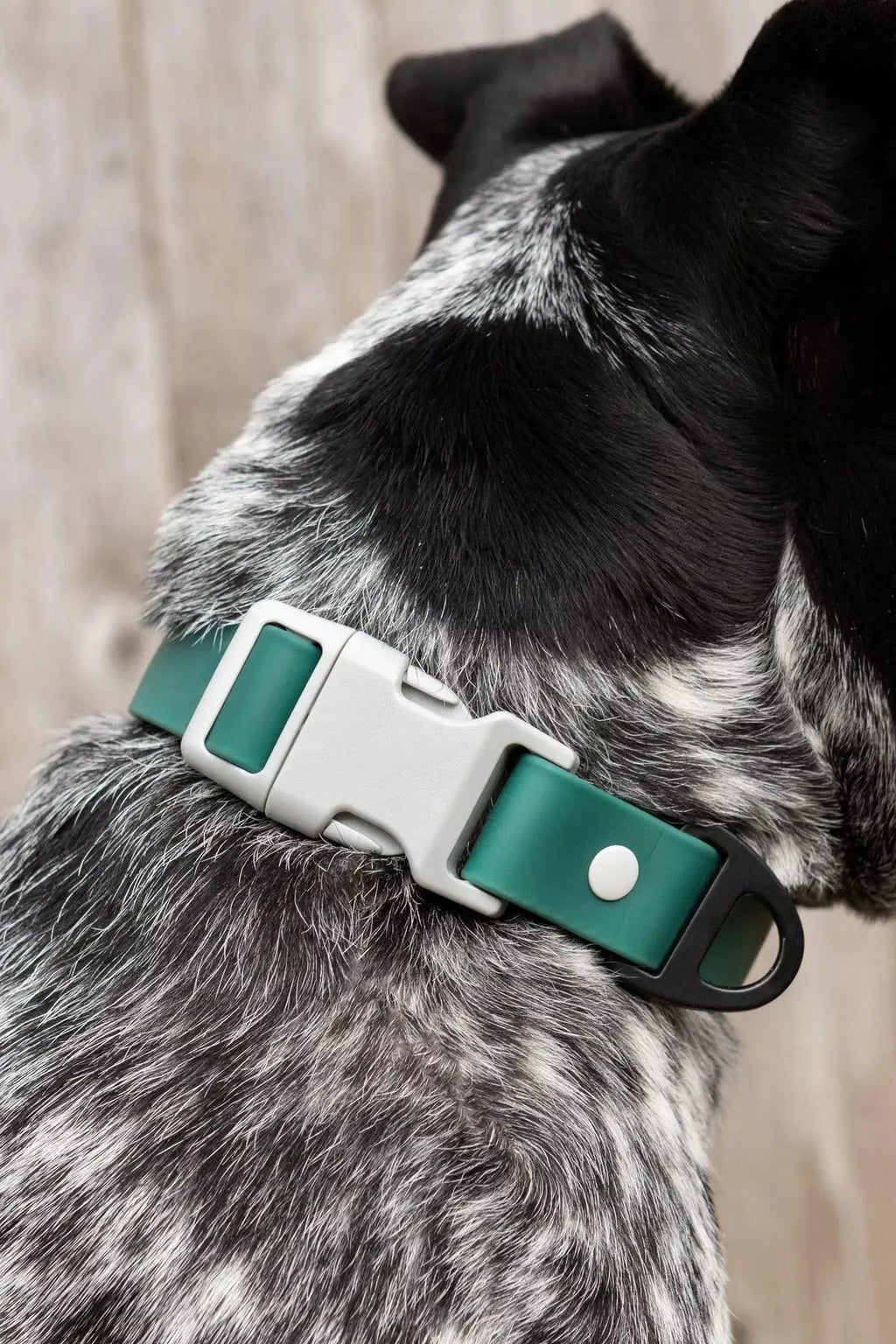 Waterproof Dog Collar – Siberian Spruce