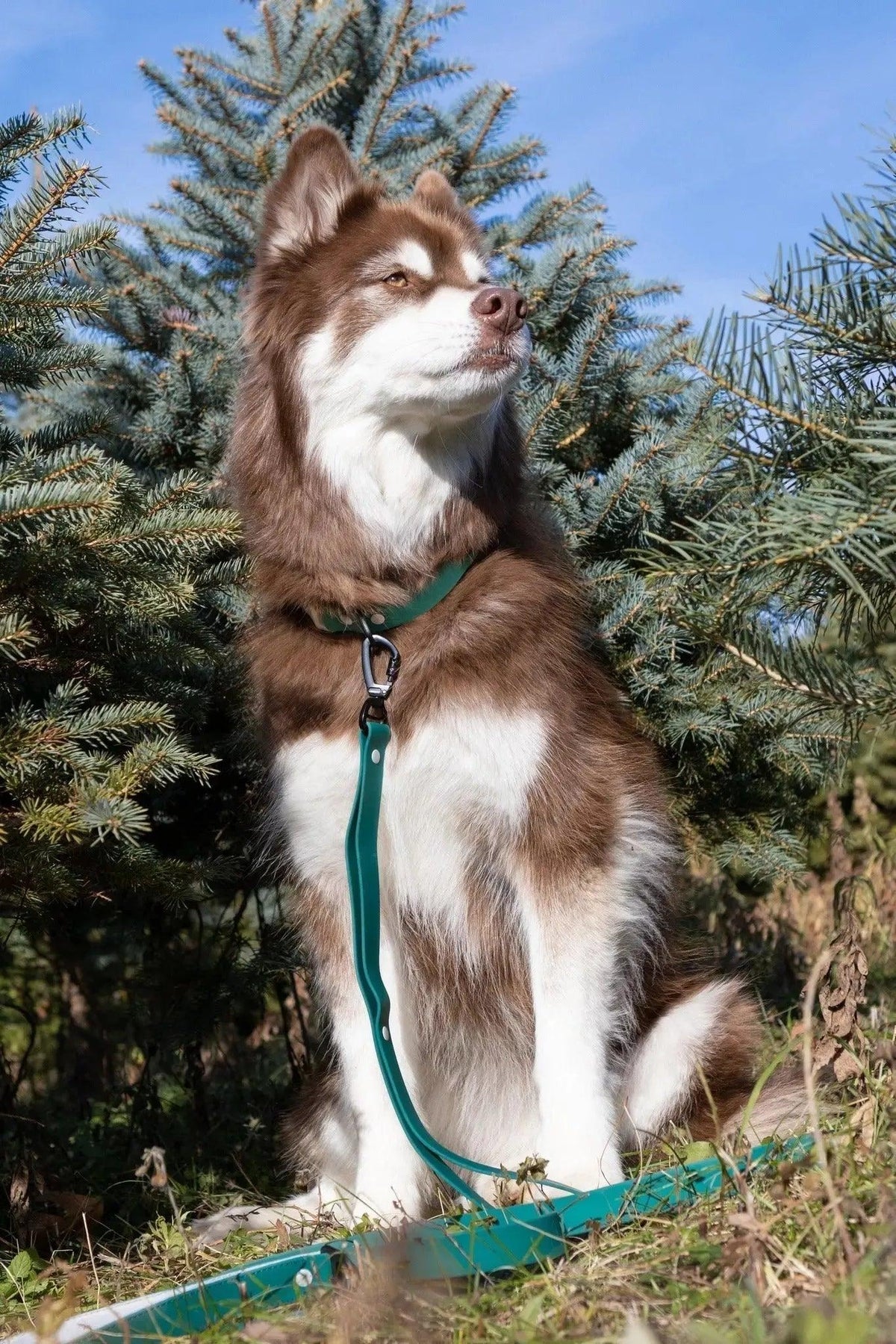 Waterproof Dog Collar – Siberian Spruce