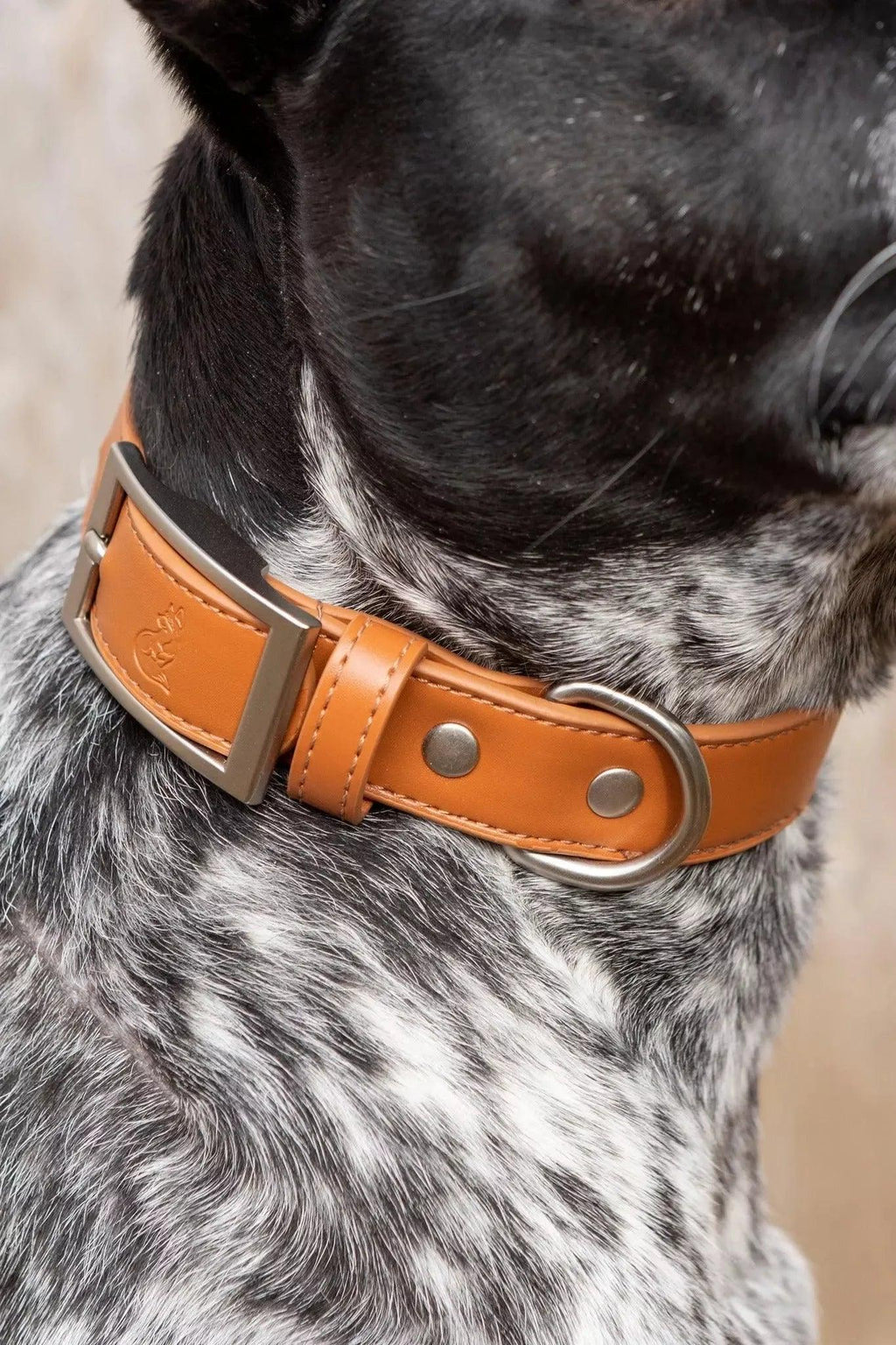 Vegan Leather Dog Collar
